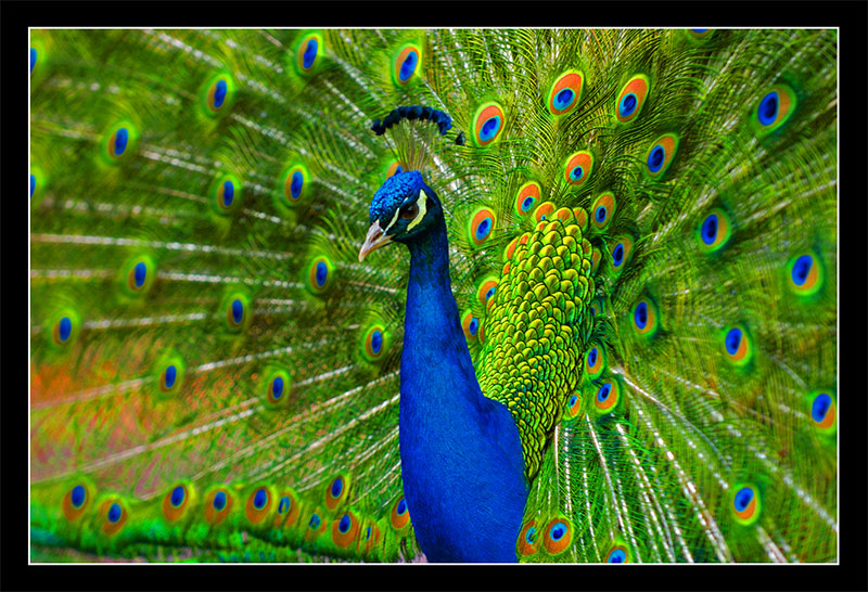 Peacock Open Feathers Backgrounds Colorful Spiritual Wallpapers